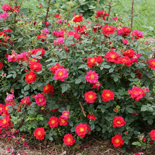 alsipnursery23467793