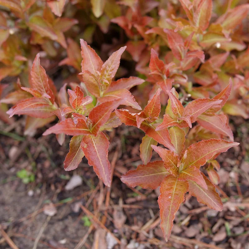 alsipnursery23467838
