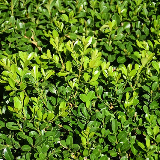 alsipnursery23467899