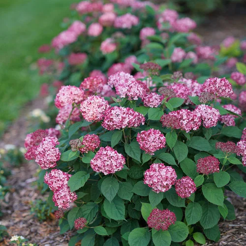 alsipnursery23467938