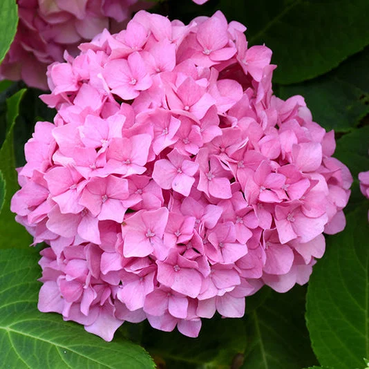 alsipnursery23467955
