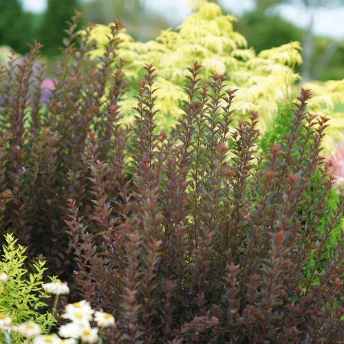 alsipnursery23468109