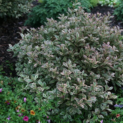alsipnursery23468199