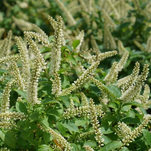 alsipnursery23468262