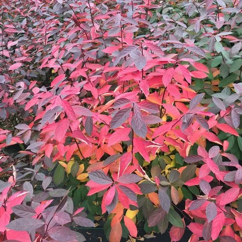 alsipnursery23468284