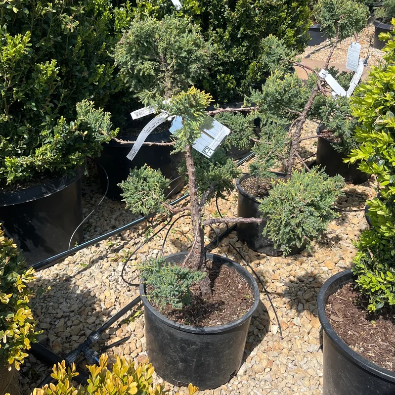 alsipnursery23468408