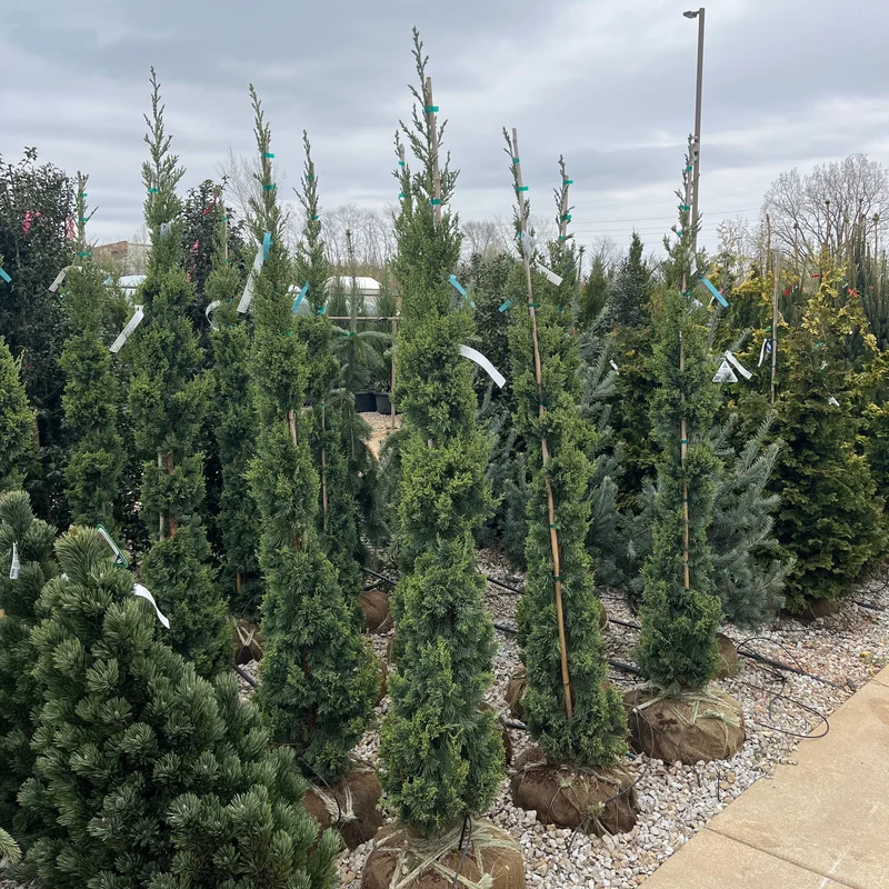 alsipnursery23468622