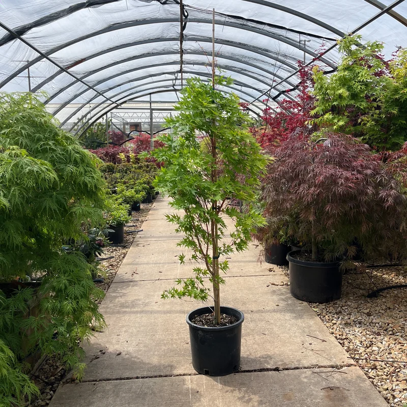 alsipnursery23468739