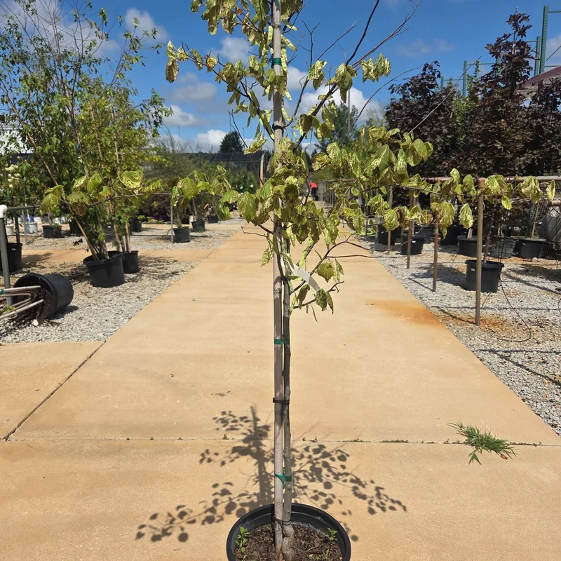 alsipnursery23469044