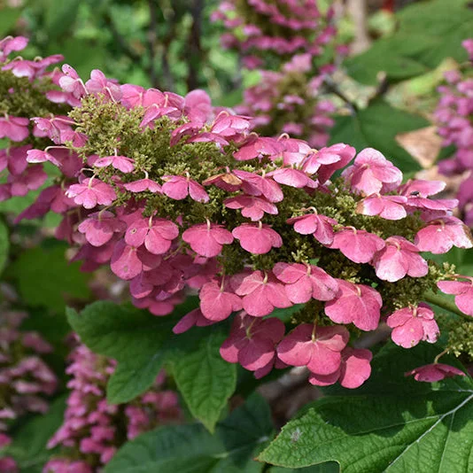 alsipnursery23469404