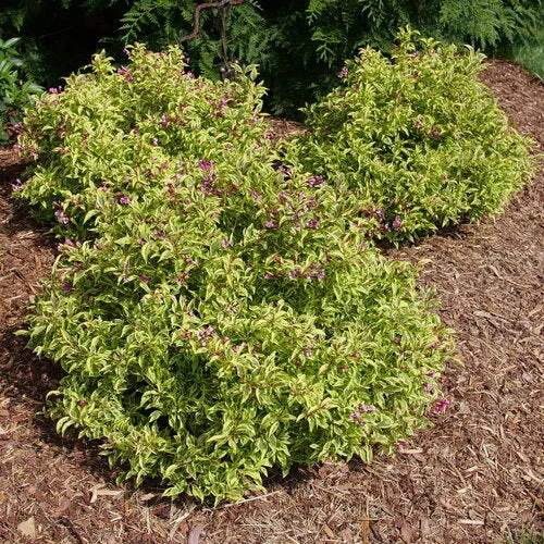 alsipnursery23469421