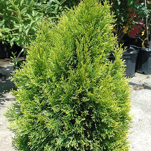 alsipnursery23469468