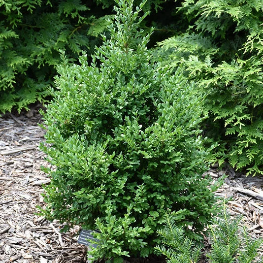 alsipnursery23469492