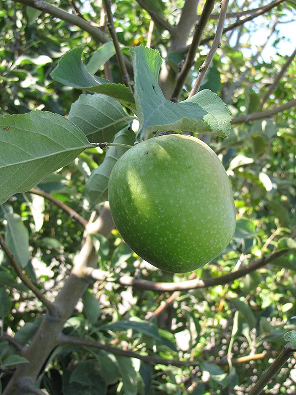 alsipnursery23470018