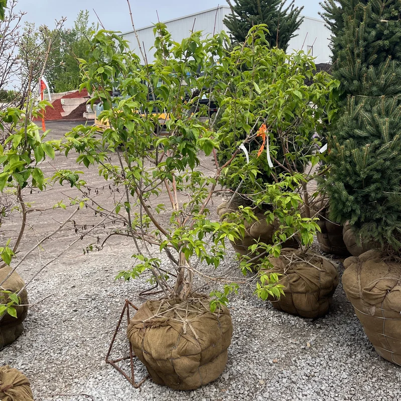 alsipnursery23470119