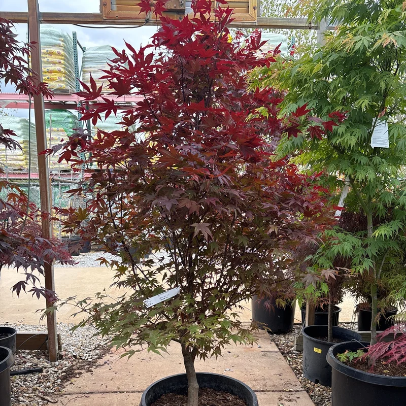alsipnursery23470207