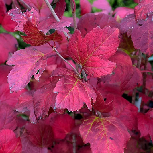 alsipnursery23470346