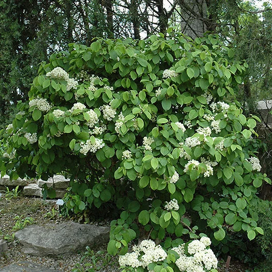 alsipnursery23470355