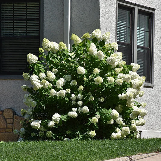alsipnursery23470456