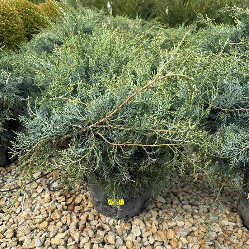 alsipnursery23471453