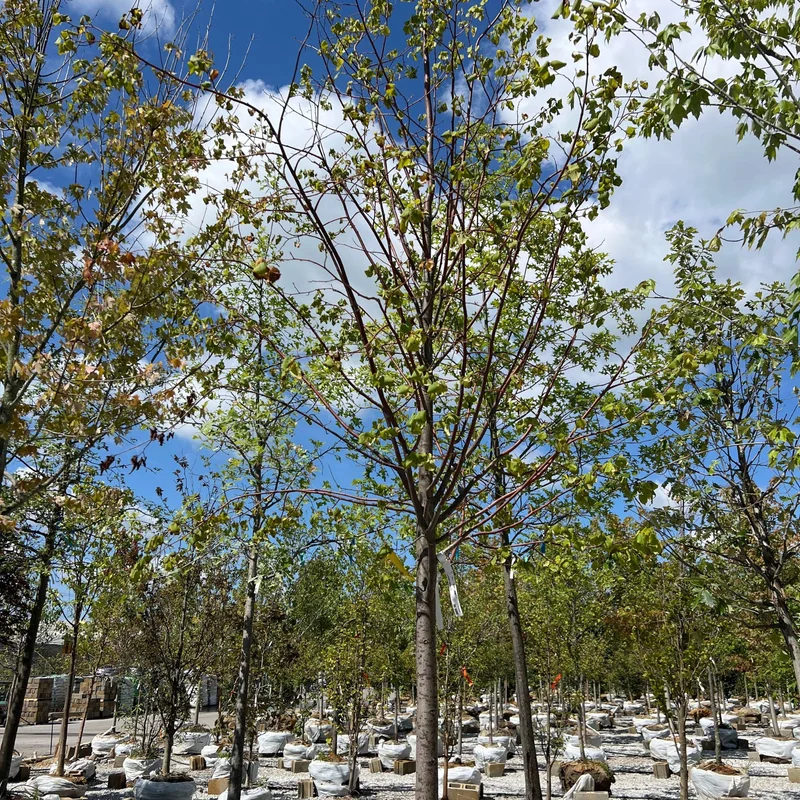 alsipnursery23471520