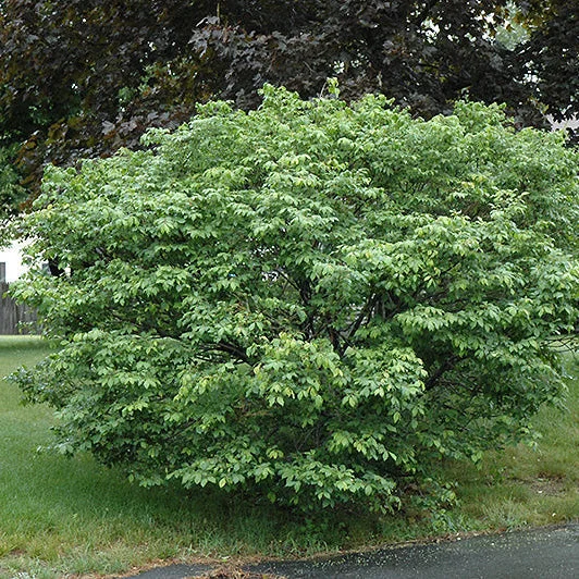 alsipnursery23471545