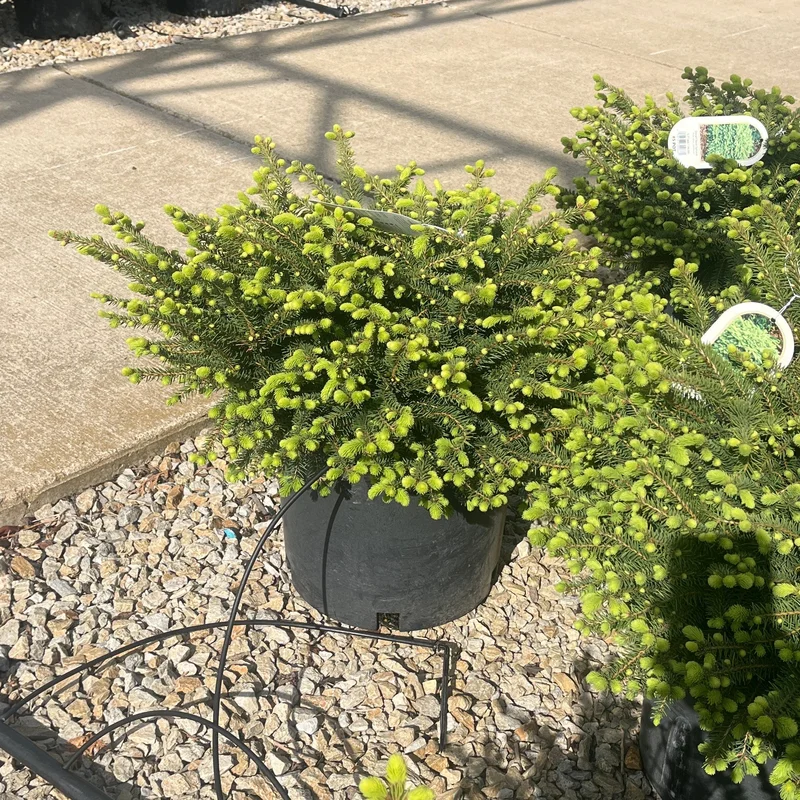 alsipnursery23471555
