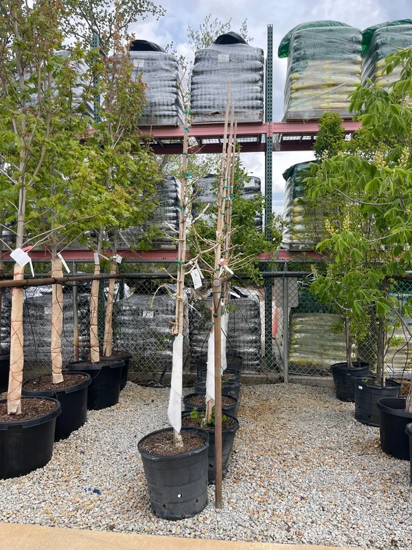 alsipnursery23471568
