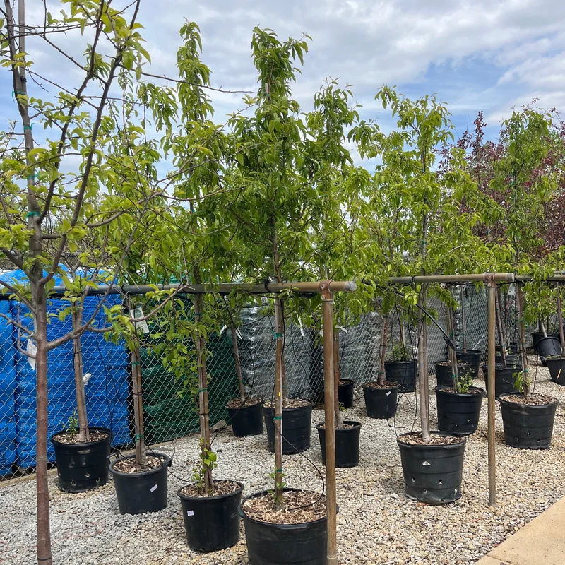 alsipnursery23471581