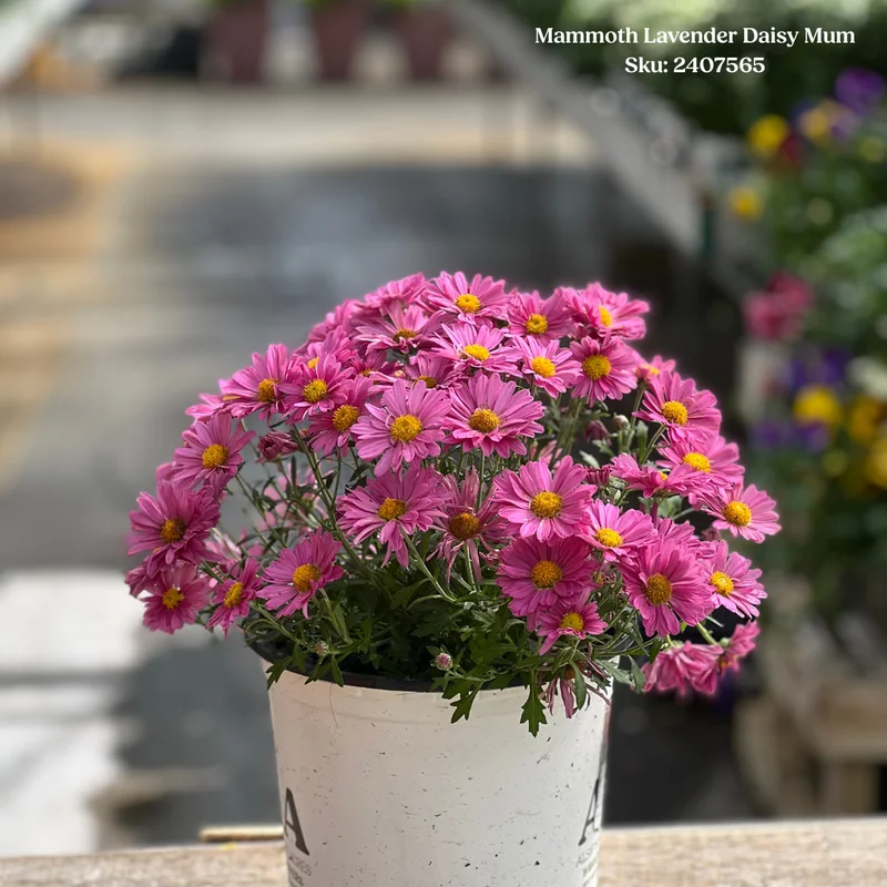 alsipnursery23471626