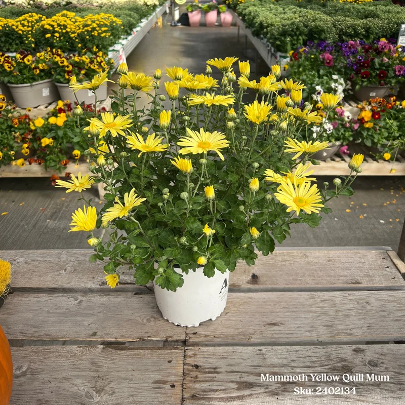 alsipnursery23471644