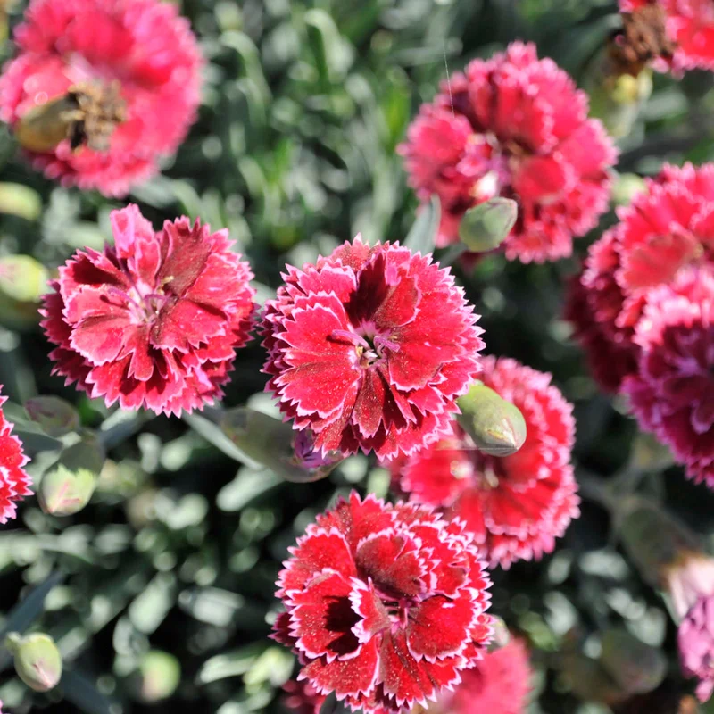 alsipnursery23471767