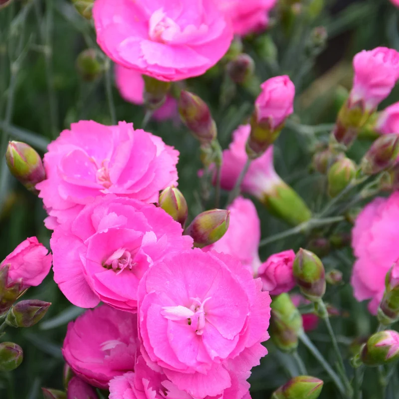 alsipnursery23471775