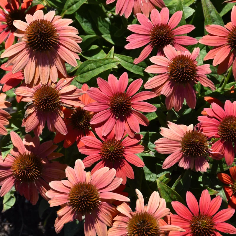 alsipnursery23471783
