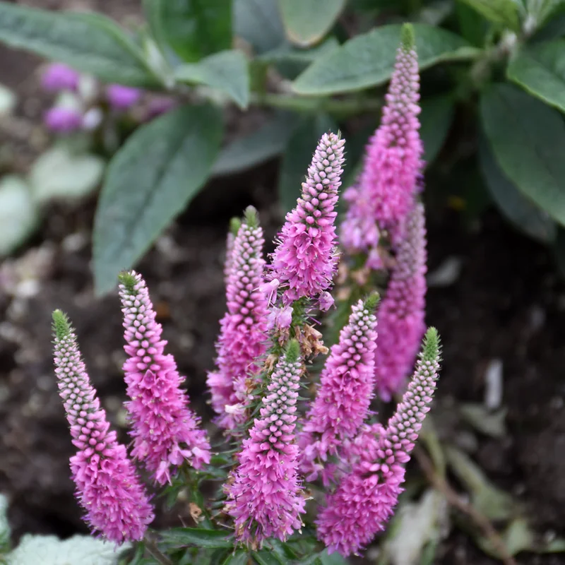alsipnursery23471798
