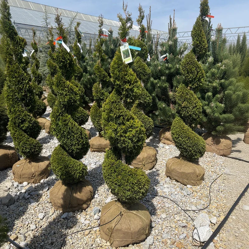 alsipnursery23471818