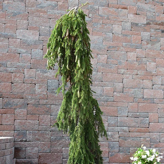 alsipnursery23471836