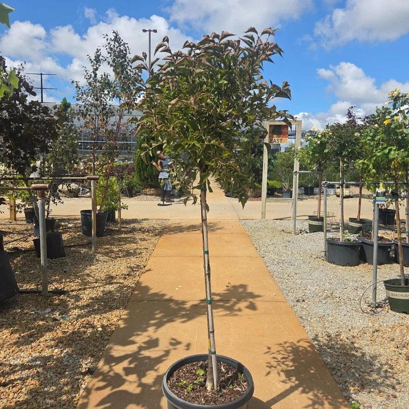 alsipnursery23471844
