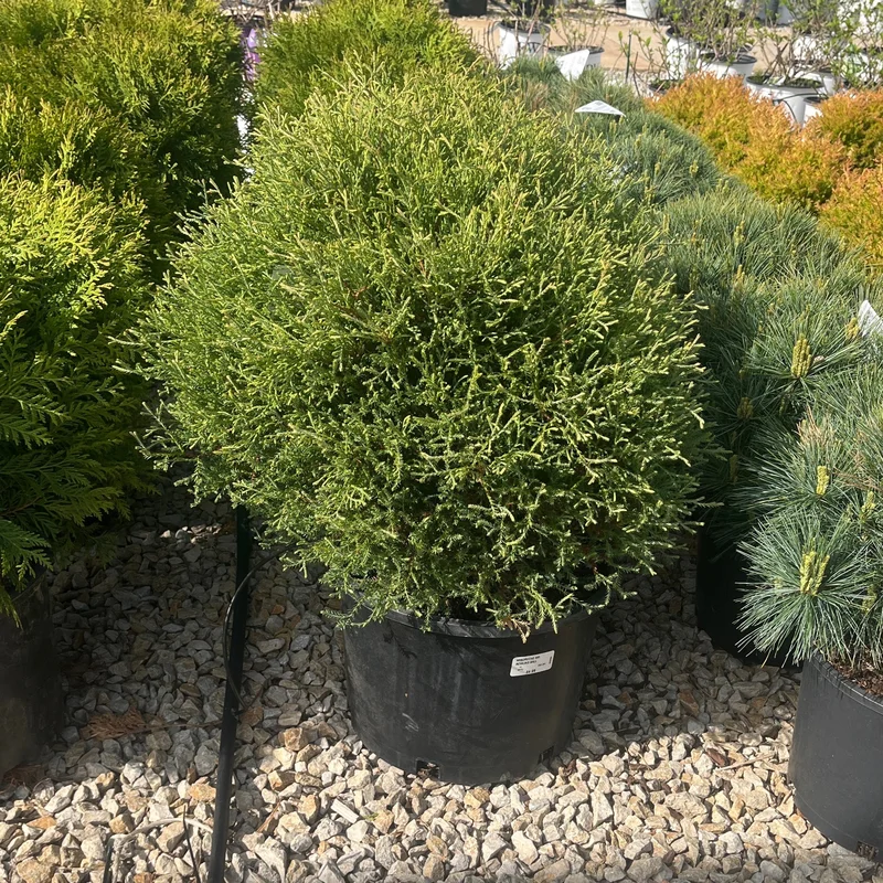 alsipnursery23471854