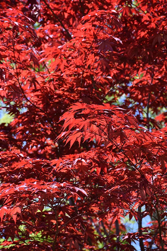 alsipnursery23471878