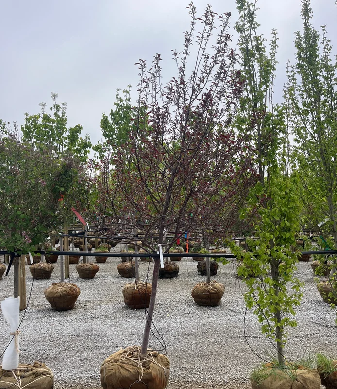 alsipnursery23471902
