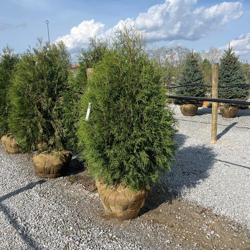alsipnursery23471924