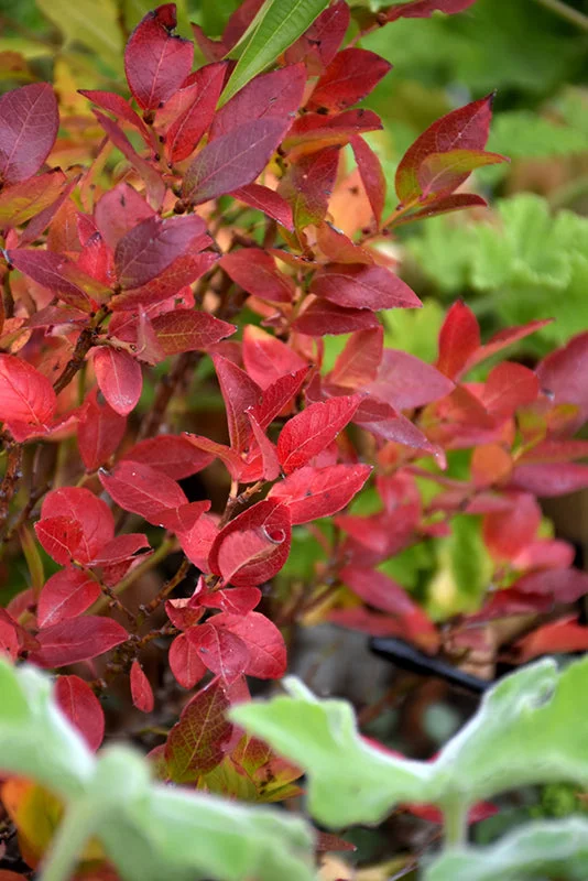 alsipnursery23471940
