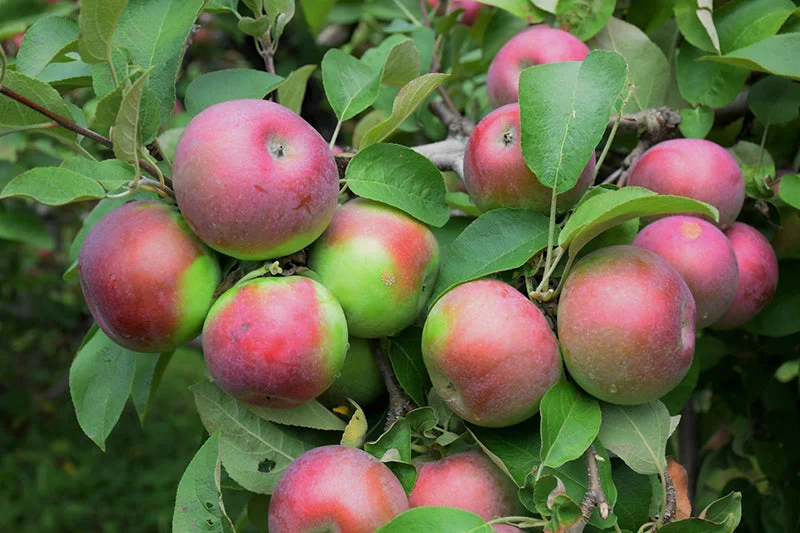 alsipnursery23471956