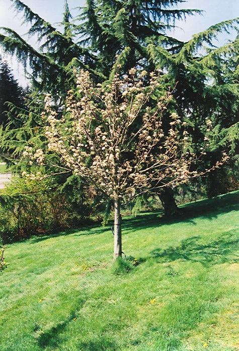 alsipnursery23471964