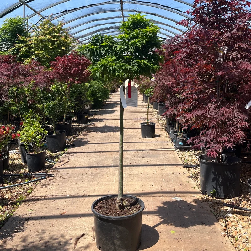 alsipnursery23471973