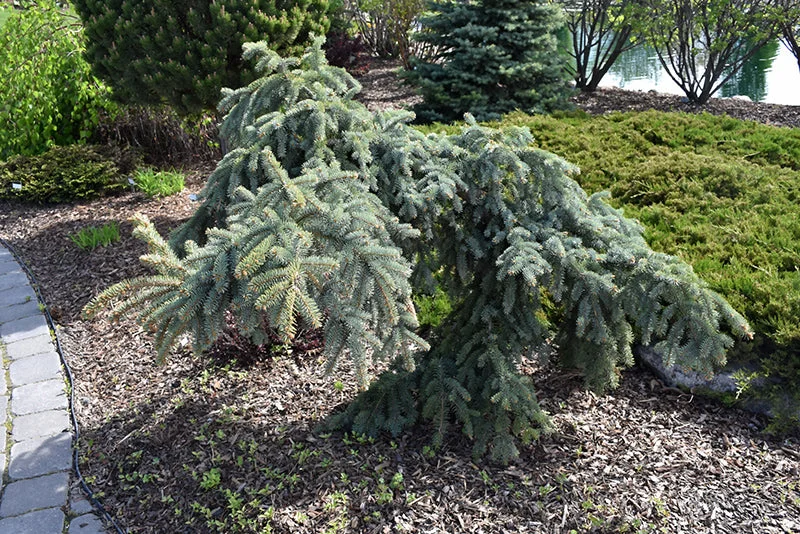 alsipnursery23471982