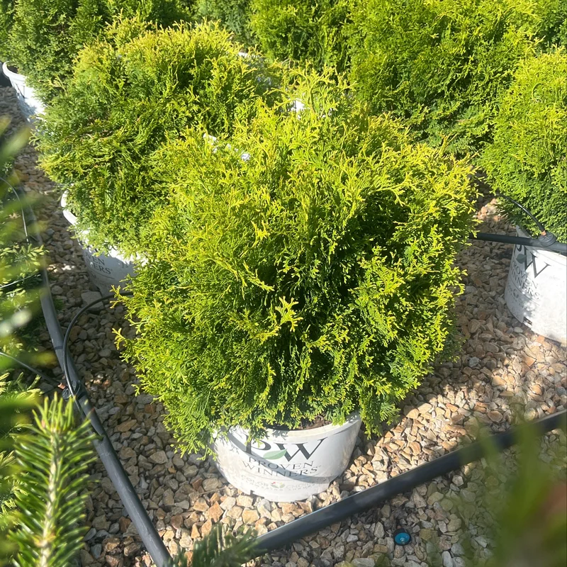 alsipnursery23472004