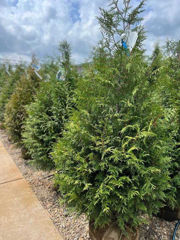 alsipnursery23472126