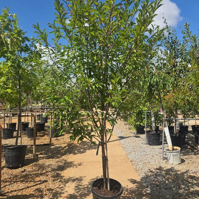 alsipnursery23472164